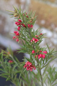 Grevillea rosmarinifolia Grevillea rosmarinifolia