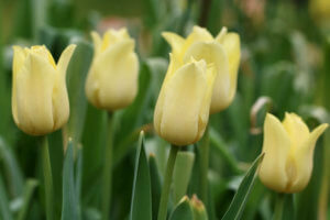 Tulip world friendship