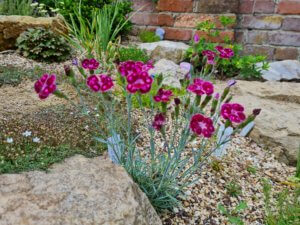 Dianthus 'Night Star' AGM Dianthus 'Night Star' AGM