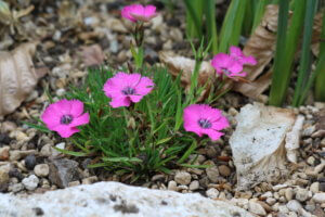 Dianthus 'Inschriach Dazzler' Dianthus 'Inschriach Dazzler'