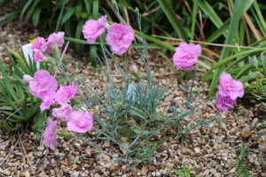 Dianthus 'Whatfield Can Can' Dianthus 'Whatfield Can Can'