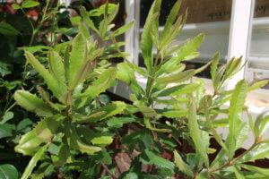 Banksia leaves Banksia leaves
