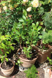 protea cyranoides in a pot protea cyranoides in a pot