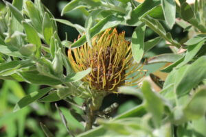 Leucospermum 'Aloha Peach' Leucospermum 'Aloha Peach'