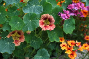 Nasturtium 'Ladybird Rose' Nasturtium 'Ladybird Rose'
