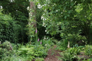 Himalayan rose in woodland garden Himalayan rose in woodland garden