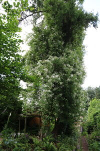 Himalayan rose climbing tall larch tree Himalayan rose climbing tall larch tree.