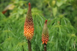 Kniphofia 'Alcazar' Kniphofia 'Alcazar'