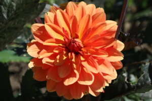 Dahlia Orange Pekoe Dahlia Orange Pekoe