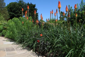 Kniphofia alcazar Kniphofia alcazar