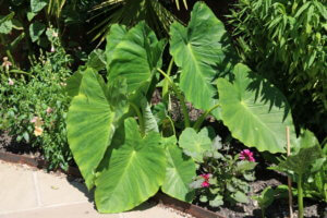 Colocasia esculenta Colocasia esculenta
