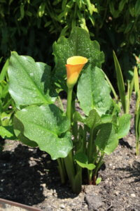 Calla lily Calla lily