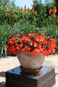 Begonia for container