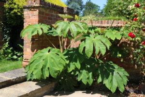Tetrapanax papyrifer rex Tetrapanax papyrifer rex