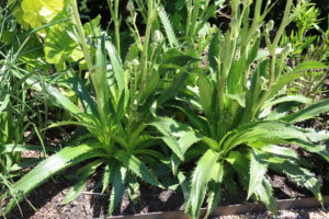 Eryngium agavifolium Eryngium agavifolium