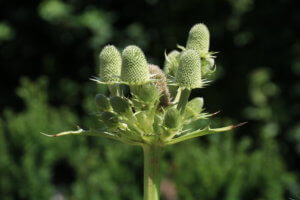 Eryngium agavifolium