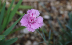 Dianthus Whatfield Can Can Dianthus Whatfield Can Can