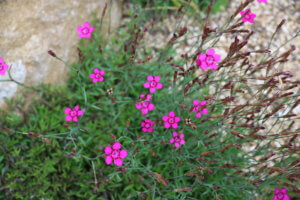 Dianthus glacialis Dianthus glacialis