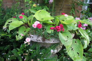 Dianthus in containers Dianthus in containers