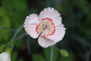 Dianthus Tequila Sunrise Dianthus Tequila Sunrise