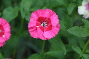 Dianthus Cosmopolitan Dianthus Cosmopolitan