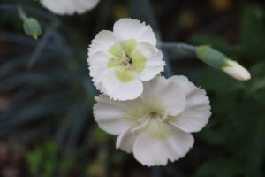 Dianthus Mojito Dianthus Mojito