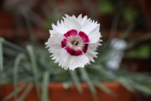 Dianthus Cherry Brandy Dianthus Cherry Brandy