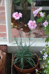 Dianthus in containers