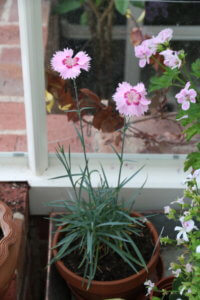 Dianthus in containers Dianthus in containers