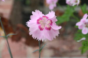 Dianthus Shirley Temple