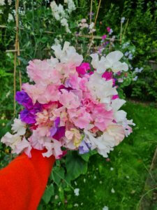 Sweet peas as cut flowers