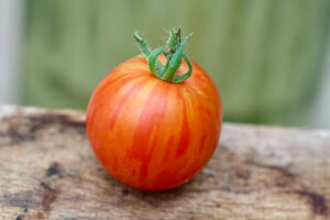 Tomato Tigerella