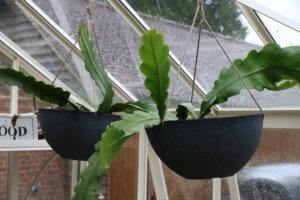 Epiphyllums in hanging baskets