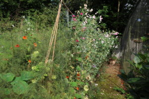 Sweetpeas on string cordon