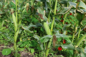 Sweetcorn Swift