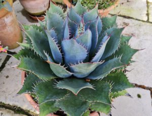 Agave parrasana 'Meat Claw'