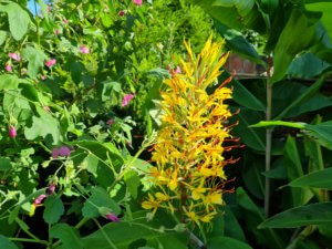 Hedychium gardnerianum Hedychium gardnerianum