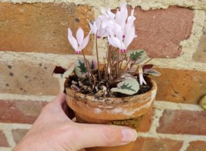 Cyclamen mirabile 'Tilebarn Nicholas' Cyclamen mirabile 'Tilebarn Nicholas'
