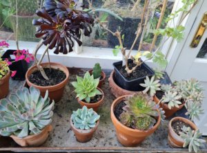 Succulents in greenhouse Succulents in greenhouse