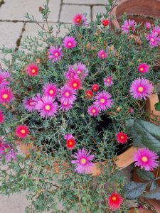 Lampranthus