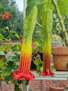 Brugmansia sanguinea