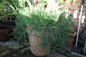 Lampranthus