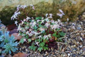 Saxifraga fortunei