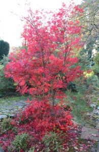 Acer palmatum Bloodgood