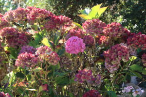 Hydrangea in autumn