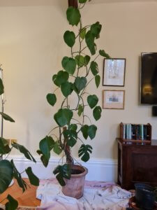 Monstera climbing up string