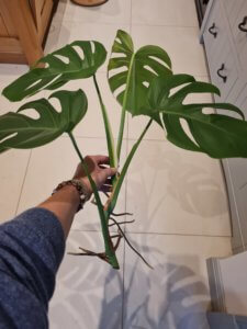 Monstera cutting