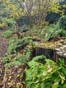 Woodland Walk