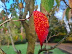 Cornus kousa