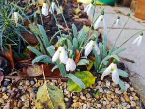 Galanthus elwesii Hollis